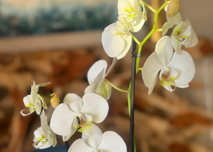 B&B Chic Prato 프라토